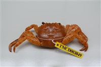 藏品(白紋方蟹)的圖片